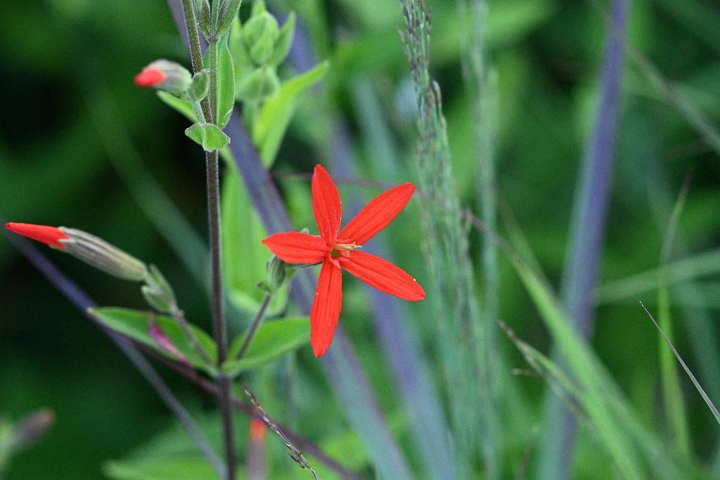 2025-07179653 Tower Hill Botanic Garden, MA.JPG - Royal Catchfly. New England Botanic Garden at Tower Hill, MA, 7-17-2025